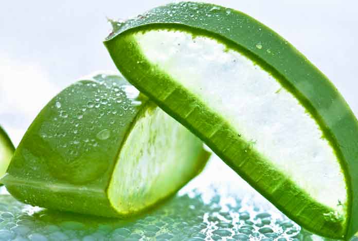 Aloe Vera for 7 Most Effective Home Remedies for Hair Thinning