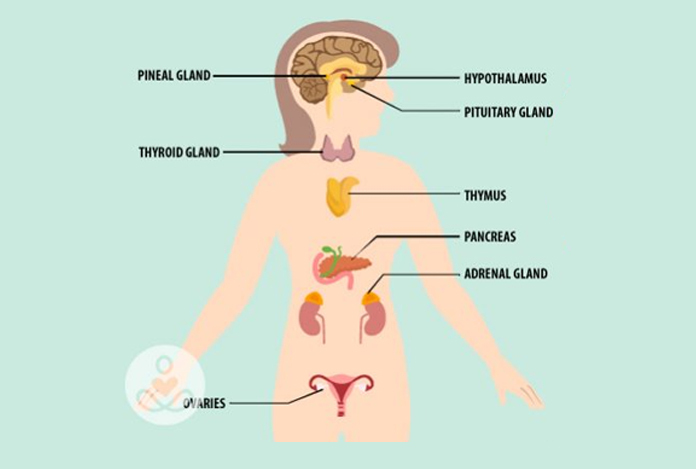 Hormone for Female Sexual Dysfunctions