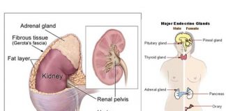 addison’s disease symptoms causes diagnosis prevention and treatment