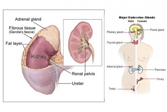 addison’s disease symptoms causes diagnosis prevention and treatment