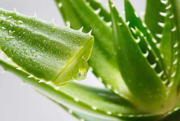 aloe vera