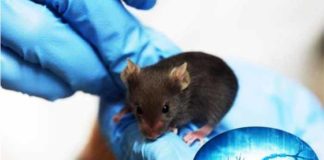 an experimental therapy can restore nerve insulation damaged by auto immune diseases