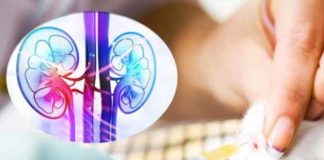 scientists have successfully created functioning kidney tissue