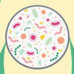 Want Healthy Bacteria in Your Gut? Diet Is the Key Want Healthy Bacteria in Your Gut Diet Is the key