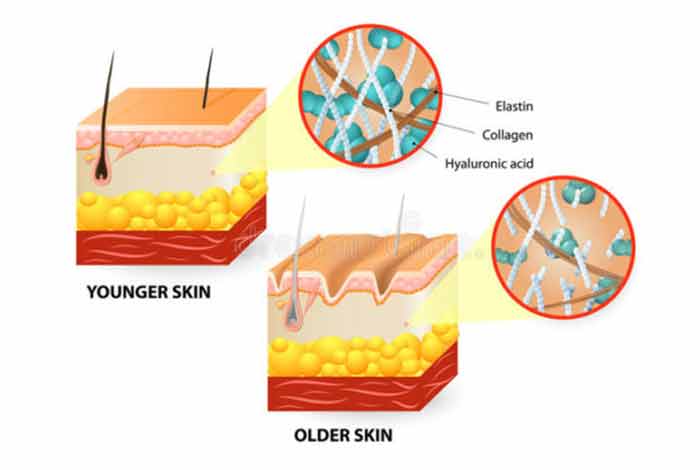 collagen as an antiaging supplement