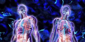 Interstitium: Scientists Discover the Largest Organ in Human Body interstitium scientists discover the largest organ in human body