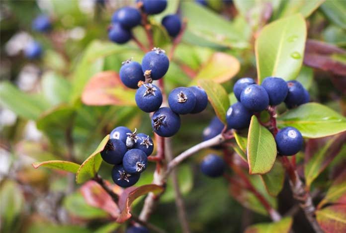 Bilberry Uses Interactions Side Effects and Dosage