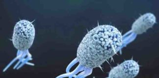 antibiotic resistant nightmare bacteria – a new threat to public health