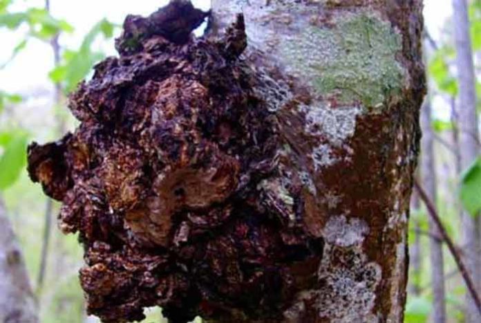 everything you need to know about the latest superfood chaga