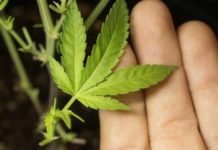 Hemp Can Fight Ovarian Cancer and Save Millions of Lives hemp can fight ovarian cancer and save millions of lives