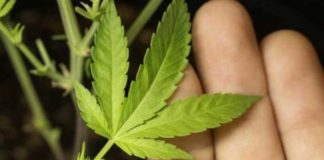hemp can fight ovarian cancer and save millions of lives