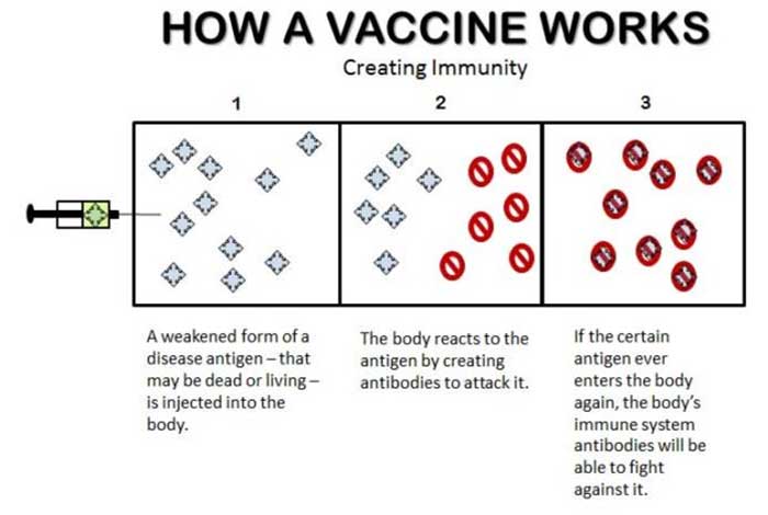 how vaccines work