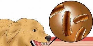rabies types symptoms causes prevention and treatment
