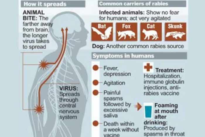 symptoms of rabies