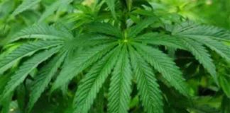 try fresh cannabis leaves for its amazing health benefits
