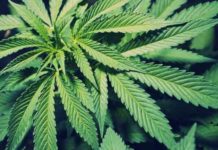 weed makes some people more attentive and focusedscientists cant explain why
