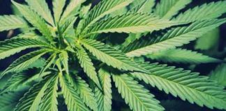 weed makes some people more attentive and focusedscientists cant explain why
