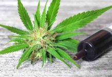 Why Cannabidiol Is Becoming So Popular Even If It Doesn’t Get You High? why cannabidiol is becoming so popular even if it doesnt get you high