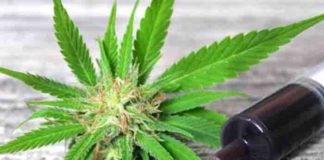 Why Cannabidiol Is Becoming So Popular Even If It Doesn’t Get You High? why cannabidiol is becoming so popular even if it doesnt get you high