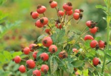 Rose Hips – A Wonderful Source of Vitamin C