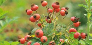 Rose Hips – A Wonderful Source of Vitamin C
