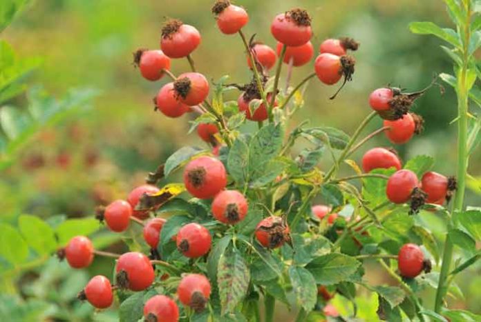 Rose Hips – A Wonderful Source of Vitamin C