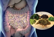 Gut Bacteria Precision Manipulation Possible Through Seaweed Diet gut bacteria precision manipulation possible through seaweed diet