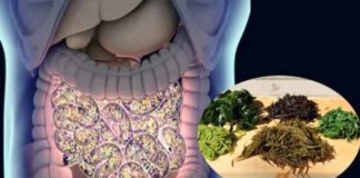 gut bacteria precision manipulation possible through seaweed diet