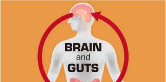 how gut bacteria affects our brains
