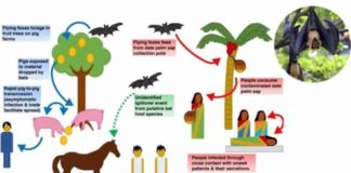 nipah niv virus Infection dont panic and get your facts right