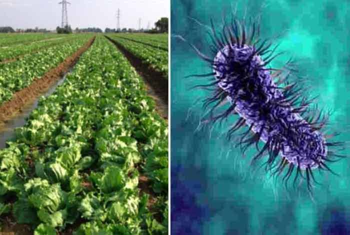 romaine lettuce linked e coli outbreak makes Its way to new U.S states