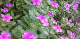 what makes rosy periwinkle a potent anti cancer medicinal plant