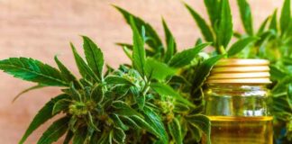 applications of cbd oil and its limitations