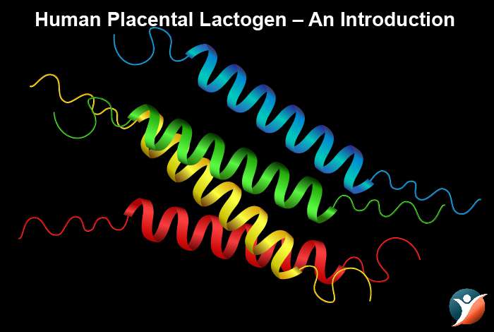 Human Placental Lactogen