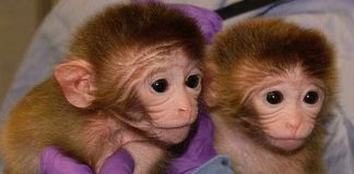 gene edited monkeys