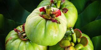 Garcinia cambogia