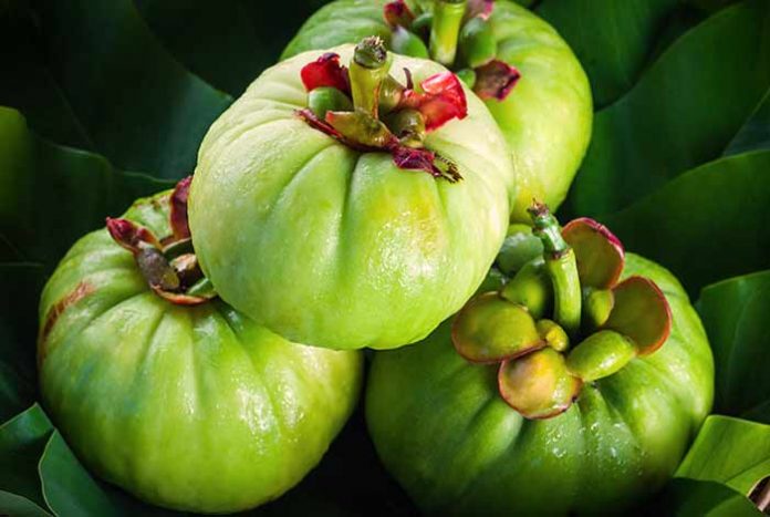 Garcinia cambogia