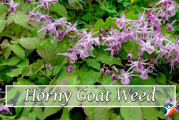 Horny Goat Weed