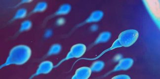 sperm