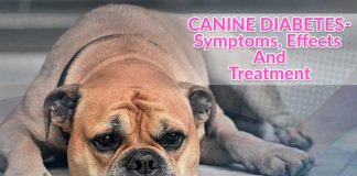 diabetes in dogs or canine diabetes