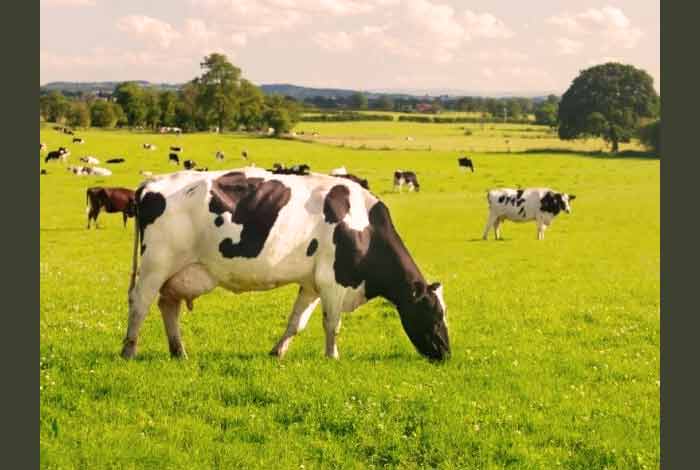 grain fed red meat or grass fed red meat