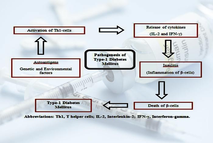  Anti-Insulin Receptor Antibodies