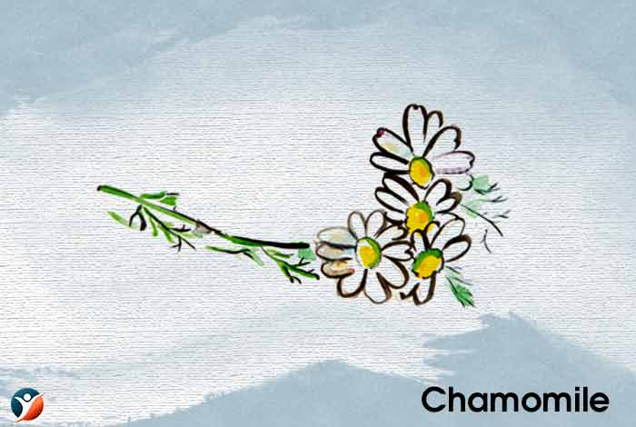 Chamomile