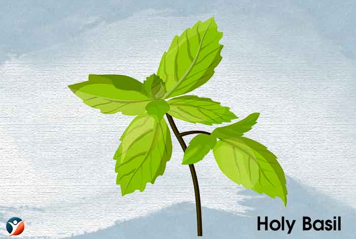 Holy Basil