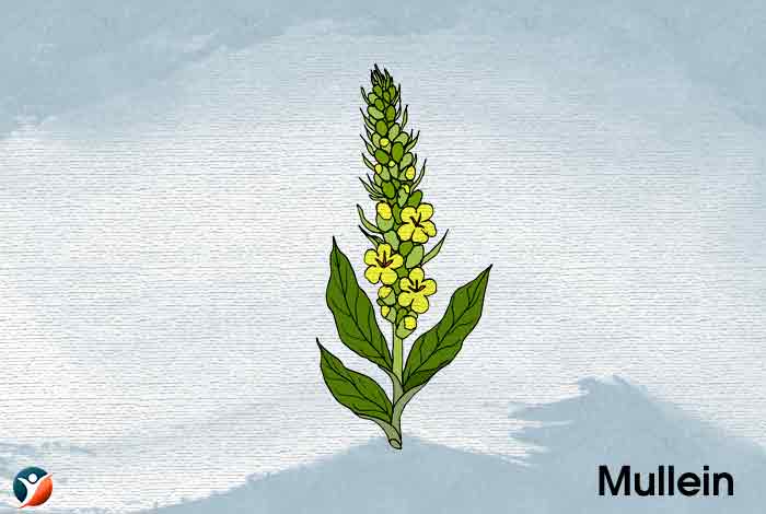 Mullein