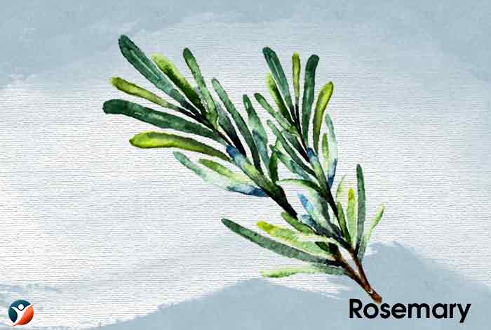 Rosemary