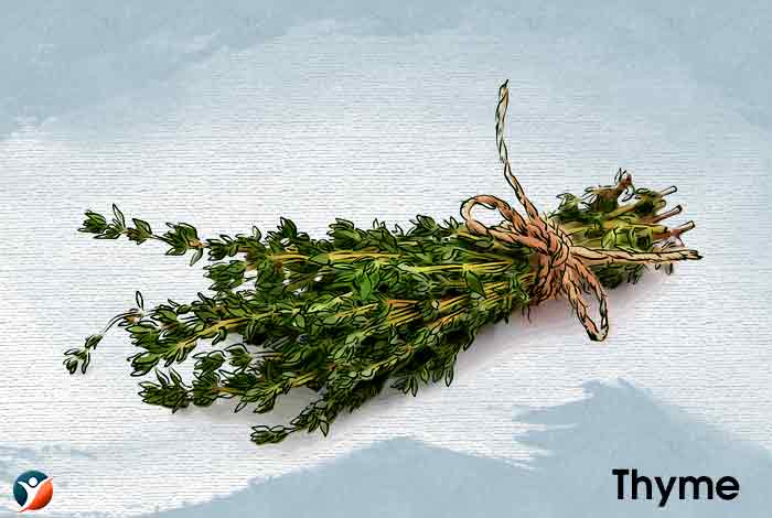 Thyme