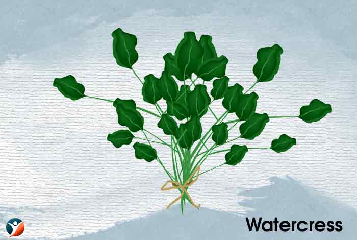 Watercress