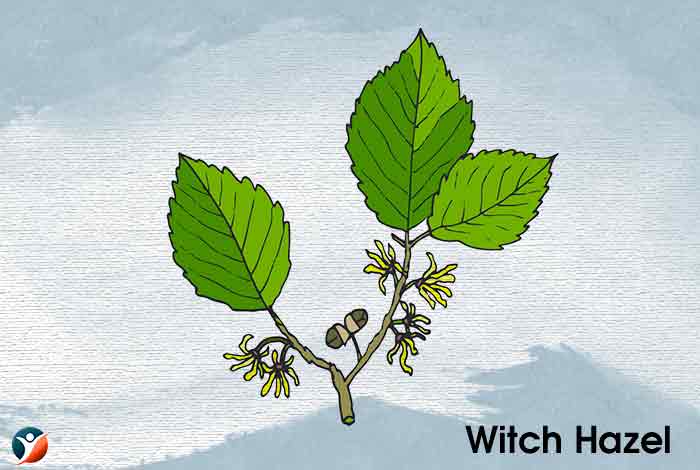 Witch Hazel