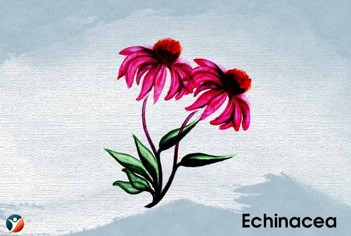 Echinacea